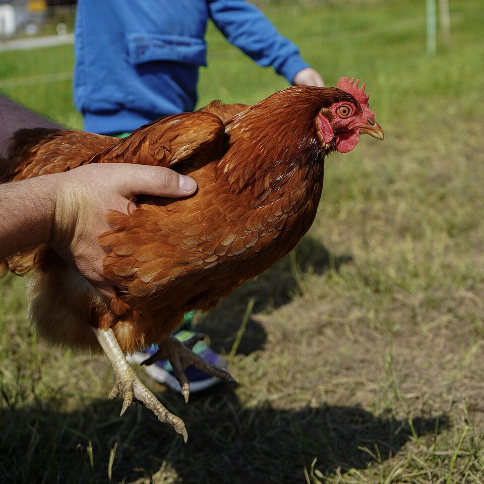 Huhn_Seilerhof